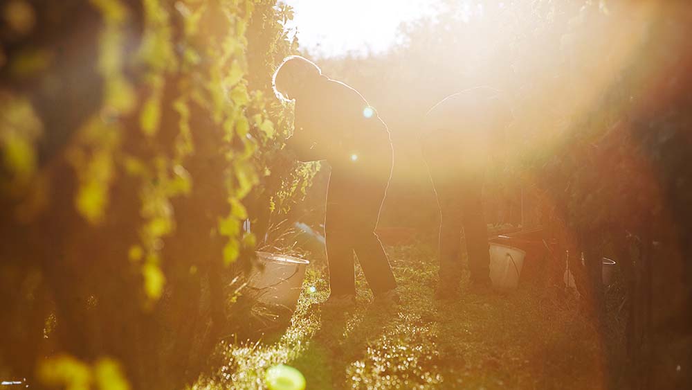 Weinlese im Sonnenschein