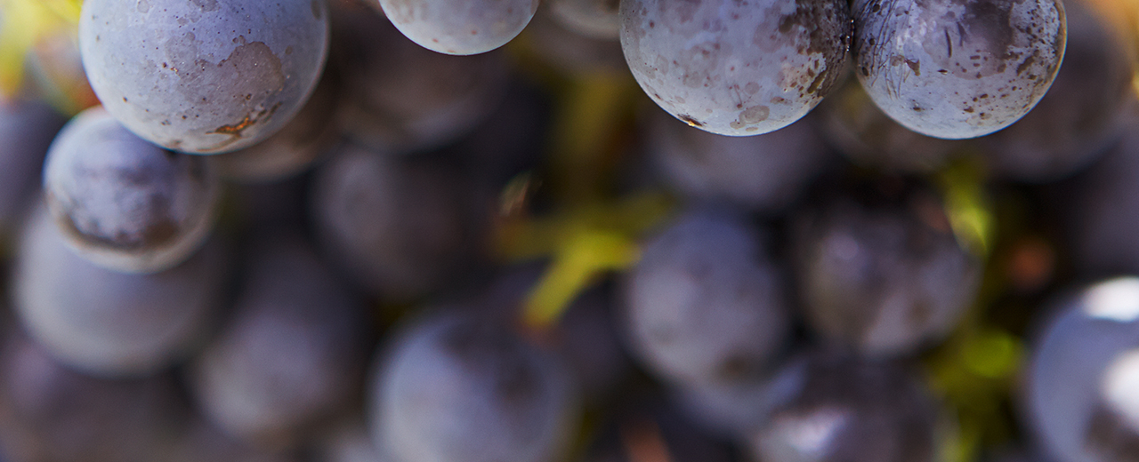 Alles, was Sie über Wein wissen müssen