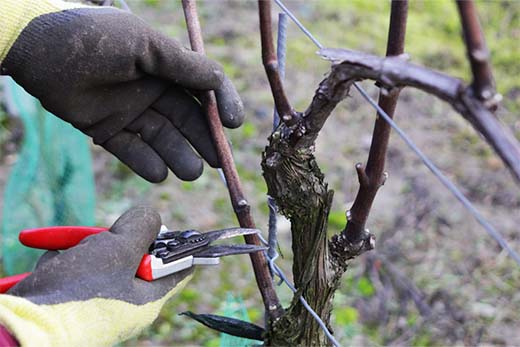 Rebschnitt im Weinberg