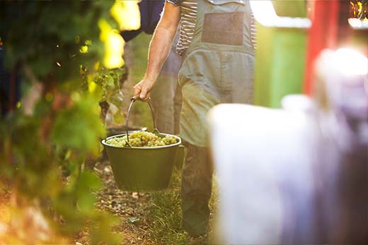 Weinlese im Herbst